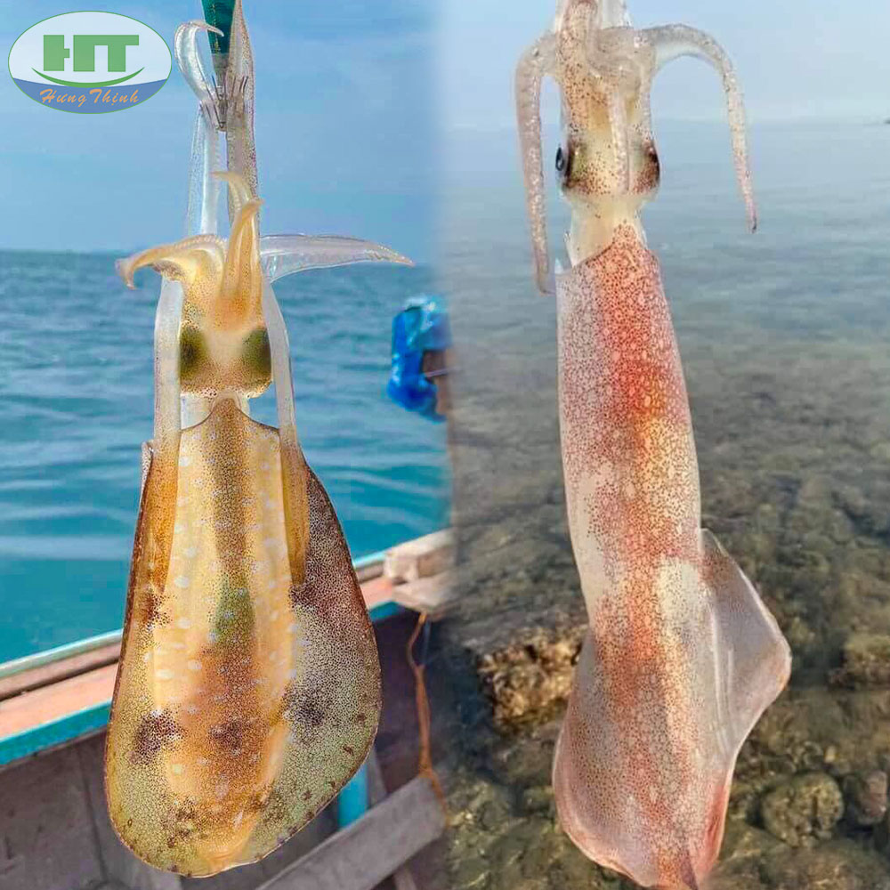 mực lá khác mực ông