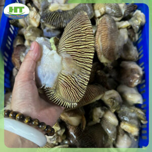 thịt ốc giác 6